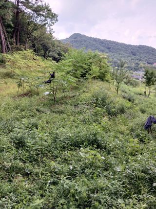 김윤철님의 기타작물 · 영농일지 작성글 사진