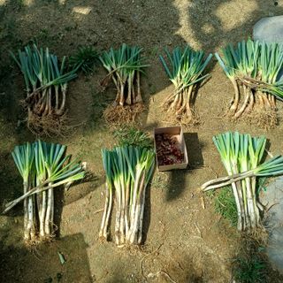 삼성농산님의 기타작물 · 영농일지 작성글 사진