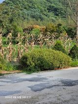 김병효님의 작성글 사진