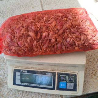 삼성농산님의 기타작물 · 영농일지 작성글 사진