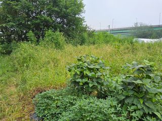 발해인님의 기타작물 · 영농일지 작성글 사진