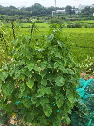 최병우님의 벼 · 영농일지 작성글 사진