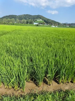 이상수(은송)님의 벼 · 영농일지 작성글 사진