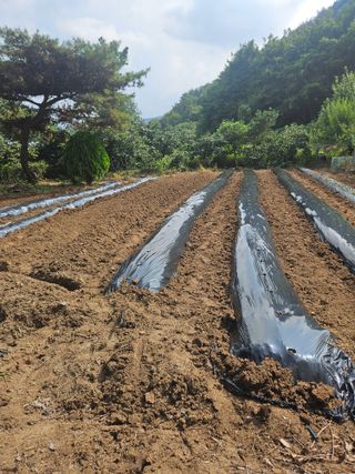 멧돼지님의 기타작물 · 영농일지 작성글 사진