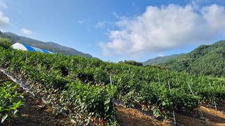 장봉덕님의 고추 · 영농일지 작성글 사진
