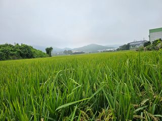 넥스젠님의 벼 · 영농일지 작성글 사진