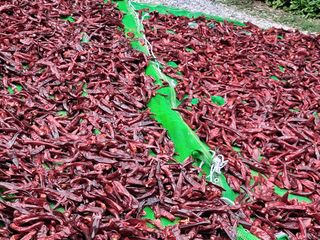 이.일신.꽃분아빠님의 고추 · 영농일지 작성글 사진