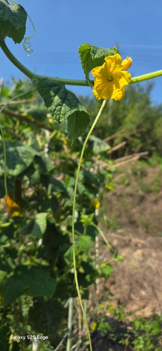 경주농장님의 사과 · 영농일지 작성글 사진
