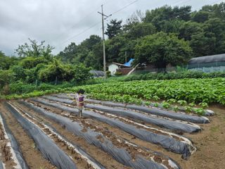 Kns4324님의 기타작물 · 영농일지 작성글 사진