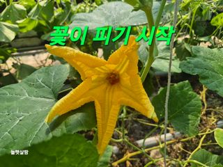 늘햇살팜 님의 작성글 사진