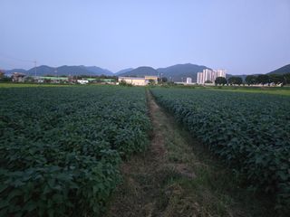 아침광장님의 콩 · 영농일지 작성글 사진