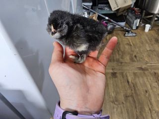 발해인님의 기타작물 · 영농일지 작성글 사진