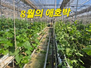 늘햇살팜 님의 기타작물 · 영농일지 작성글 사진