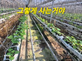 늘햇살팜 님의 기타작물 · 영농일지 작성글 사진