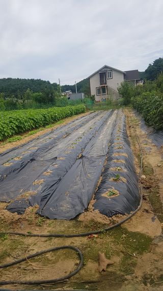 최춘득 청대산 님의 참깨 · 영농일지 작성글 사진