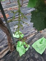 백화산지킴이산야초님의 작성글 사진