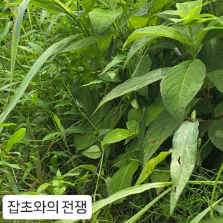 윤영식님의 기타작물 · 영농일지 작성글 사진