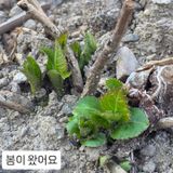 팜모닝 기타작물·영농일지 게시글 이미지