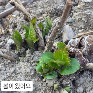 윤영식님의 기타작물 · 영농일지 작성글 사진