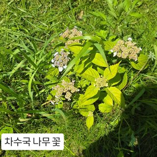 윤영식님의 기타작물 · 영농일지 작성글 사진