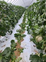 김저팔계님의 작성글 사진