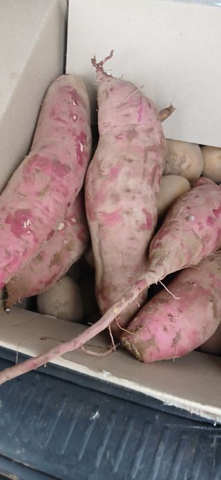 정연섭님의 기타작물 · 영농일지 작성글 사진