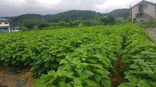 최춘득 청대산 님의 고추 · 영농일지 작성글 사진