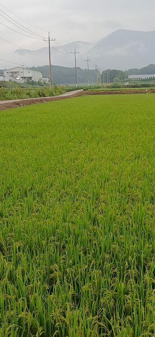 정연섭님의 작성글 사진