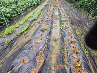 경달현님의 배추 · 영농일지 작성글 사진