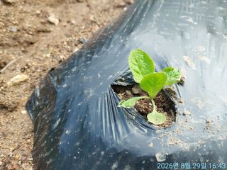 황대헌님의 배추 · 영농일지 작성글 사진