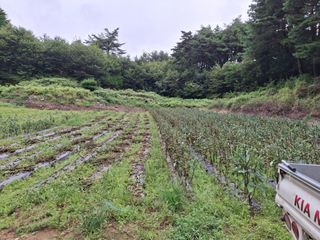 건강한먹거리님의 참깨 · 영농일지 작성글 사진