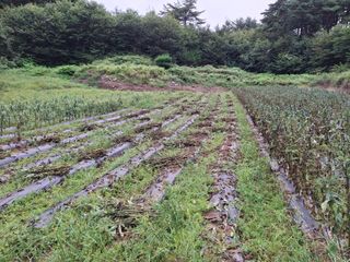 건강한먹거리님의 참깨 · 영농일지 작성글 사진