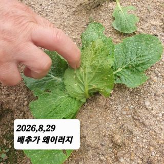 시민농장님의 배추 · 영농일지 작성글 사진