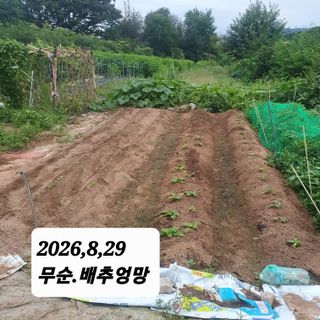 시민농장님의 배추 · 영농일지 작성글 사진