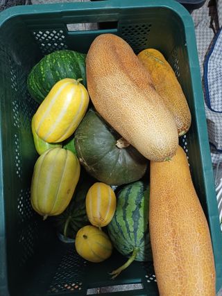 남궁봉님의 기타작물 · 영농일지 작성글 사진