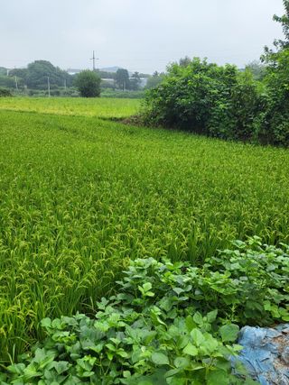 최병우님의 벼 · 영농일지 작성글 사진