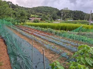 김영두님의 배추 · 영농일지 작성글 사진