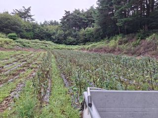 건강한먹거리님의 참깨 · 영농일지 작성글 사진