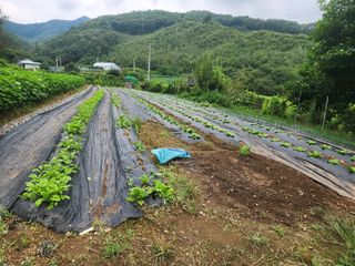 드래곤 님의 배추 · 영농일지 작성글 사진