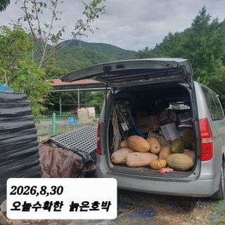 시민농장님의 호박 · 영농일지 작성글 사진