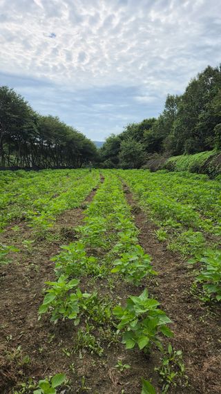 이지은님의 들깨 · 영농일지 작성글 사진