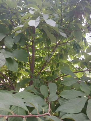 바위돌 심재성님의 기타작물 · 영농일지 작성글 사진