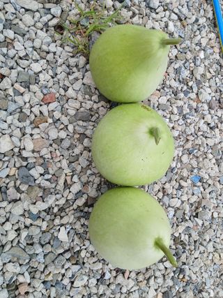 이갑덕님의 기타작물 · 영농일지 작성글 사진