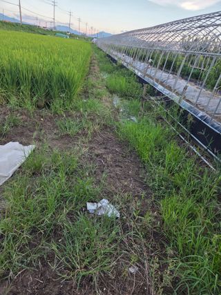 정영석님의 벼 · 영농일지 작성글 사진