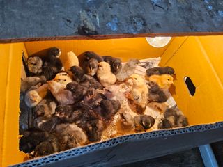 발해인님의 기타작물 · 영농일지 작성글 사진