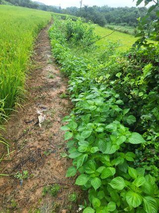 최병우님의 벼 · 영농일지 작성글 사진
