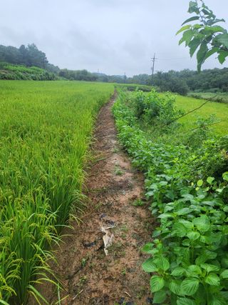 최병우님의 벼 · 영농일지 작성글 사진