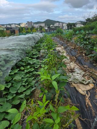 양경일님의 작성글 사진