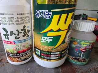 달맛햇복숭아농원님의 배추 · 영농일지 작성글 사진