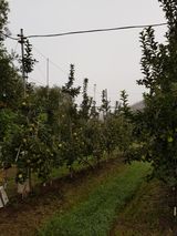 의성,군위 나상덕님의 작성글 사진